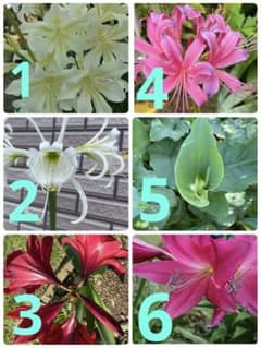 豪華秋植え球根6点セットのサムネイル