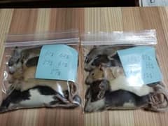国産冷凍ラット　Ｓサイズ10匹セットのサムネイル