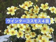 ウインターコスモス根付き苗４苗のサムネイル