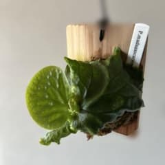 ビカクシダ　マダガスカリエンセのサムネイル