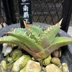 アガベ　国産古株　古くから日本にある株 アガベ チタノタ 南覇王 極上株 722 - メルカリ