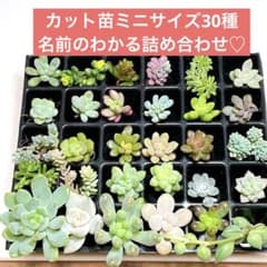 多肉植物カット苗ミニサイズ30種 名前のわかる詰め合わせ^ ^ おまけ