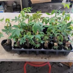 キャッサバの苗25本のサムネイル