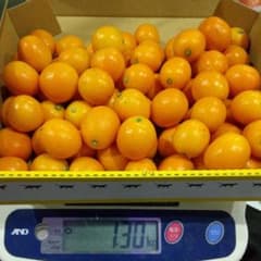 タマタマでお馴染みの宮崎金柑少し傷が有りますが味は同じです。箱込み1.3kのサムネイル
