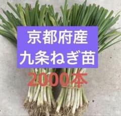 京都府産 九条ねぎ苗 2000本　農家直送　無農薬のサムネイル