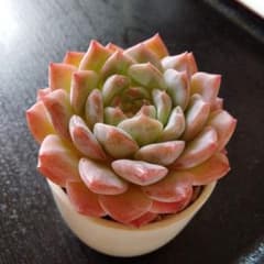 多肉植物❦.:*カット苗ꕤ*. - メルカリ