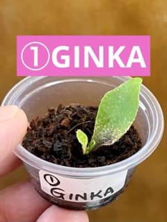 ①GINKA 胞子培養株 ビカクシダ - メルカリ