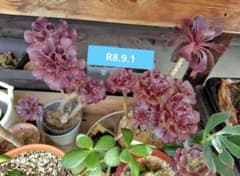 アエオニウム 黒法師 多肉植物　カット苗　中〜小５本のサムネイル