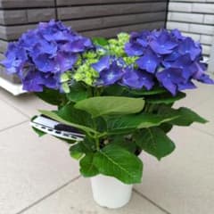 紫陽花 アジサイ ディープパープル 4号鉢 花苗 - メルカリ
