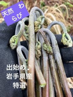 採れたて‼️天然わらび【ネコポスぱんぱん】のサムネイル