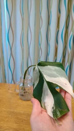 斑入りモンステラ★ミニのサムネイル