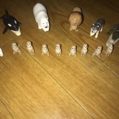 シャクレルプラネットのサムネイル
