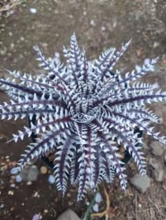 Dyckia Abe ディッキアのサムネイル