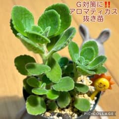 アロマティカス G対策に‼️ 抜き苗 根付き 2本 おひさん - メルカリ