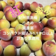 ⑩紀州南高梅 訳あり家庭用 減農薬 小さめ コンパクト箱込み1.1キロ