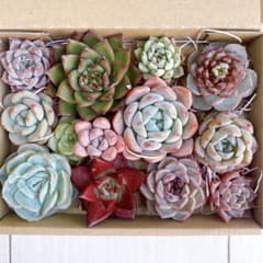 №793 多肉植物 韓国苗 エケベリア♡寄せ植えセット♡現品 匿名発送のサムネイル