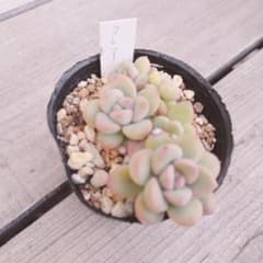 クレア　多肉植物のサムネイル