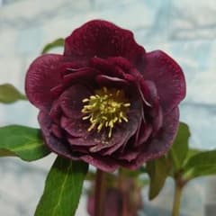 ☀️ クリスマスローズ開花株☀️ 4号鉢植え ☀️のサムネイル