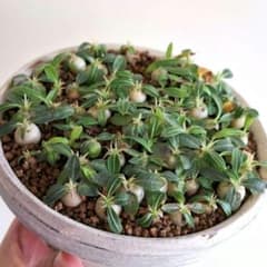 【鉢付き】恵比寿大黒　パキポディウムデンシカウレ パキポディウム 恵比寿大黒 デンシカウレ 8個 鉢つき - メルカリ