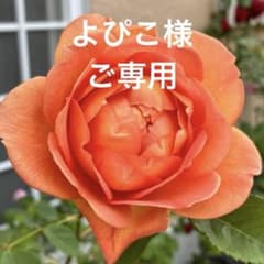 87 オレンジ バラ苗 バラ挿し木苗 ⭐️ （11）バラ苗 バラ挿し木苗 可愛い オレンジ - メルカリ