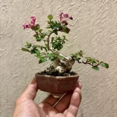 樹高8㎝極太 赤花 百日紅 ミニ 小品 盆栽 真柏 黒松 五葉松 赤松 紅葉 