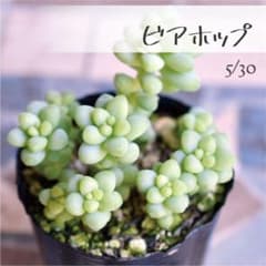 多肉植物【ビアホップ】セダム ポットごと or 抜き苗 6㎝ポット - メルカリ