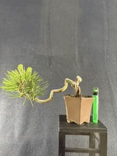 プチ盆栽、黒松根上がり、懸崖作り 目立った傷や汚れ無し - メルカリ