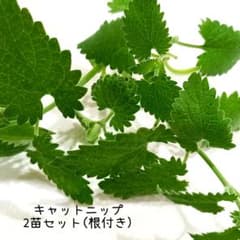 キャットミント　キャットニップ　猫草　ハーブ　猫グッズ　猫　8のサムネイル