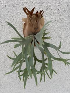 P. willinckii 'Salior Mars' セイラーマーズ OCのサムネイル
