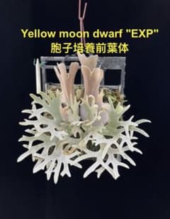 ウィリンキー イエロームーンドワーフ EXP　前葉体　胞子体 ビカクシダ イエロームーンドワーフ