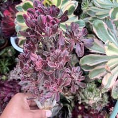 多肉植物。アエオニウム。ラス錦法師錦（20頭以上） - メルカリ