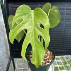 激レア❗️ モンステラ　ホワイトモンスター　天津蘭　継続変異葉　斑入り 激レア❗️ モンステラ ホワイトモンスター 天津蘭 継続変異葉 斑入り