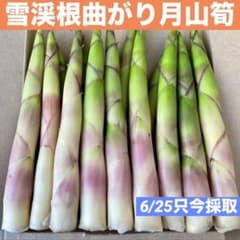 月山筍 根曲がり竹 姫竹 山菜 ❤️毎年大人気❣️ 天然 月山筍 箱込み約1キロ 細め 根曲がり竹 姫竹