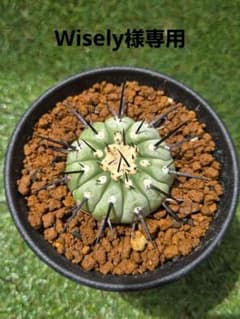 【Wisely様専用】CopiapoaCinerea コピアポア 黒王丸 カキコ