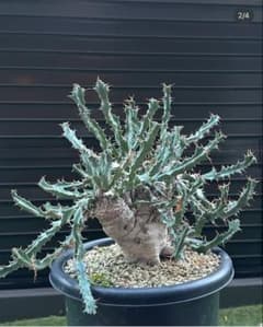 ユーフォルビア・クラビゲラ　カット苗×2株のサムネイル