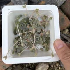 子持ち蓮華　カット苗10カットのサムネイル