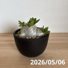 パキポディウム ブレビカウレ 恵比寿笑い 実生 プラ鉢ごと発送 - メルカリ