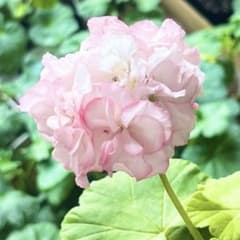 m25000886053_1.jpg?1717575010