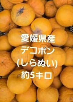 愛媛県産デコポン(しらぬい)訳ありのサムネイル