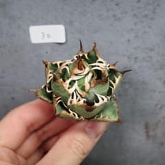 アガベ チタノタ オテロイ 赤猫 ゴリ猫 ボールタイプ コンパクト 30
