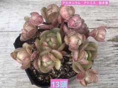 19#多肉植物アエオニウム❤️ サンデルシ— ❤️ 7頭8cm 拔き苗 19 多肉植物 アエオニウム アドニス サンデルシー 抜き苗 - メルカリ