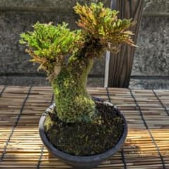 植木 13株 首長最上株物 岩ヒバ(岩松) ➀ ３０年物 陶器鉢付 植木 １３株 首長最上株物 岩ヒバ(岩松) ❶ 陶器鉢付 【公式 30年物 コニファー・針葉樹