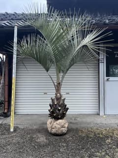 ココスヤシ　極上シルバーリーフ　ヤシの木　カルフォルニアスタイル　送料込み価格 ココスヤシ 幹太極上シルバーリーフ カルフォルニアスタイル 送料込み