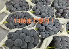 【朝採り:農家直送】9月8日収穫分 岡山県産ピオーネ2kg家庭用のサムネイル