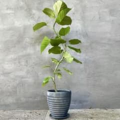 フィカス　ウンベラータ　曲がり　天然苔仕立て　アンティーク調陶器鉢　植え込み発送 大型 フィカス ウンベラータ 曲がり仕立て 8号 陶器鉢 植え込み発送