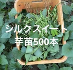 無農薬シルクスイート芋苗500本セール 無農薬シルクスイート芋苗500 本セール - メルカリ