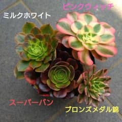 アエオニウム カット苗♡詰め込みセット③(メルカリ便) 多肉植物アエオニウム③【5種類セット】カット苗 - メルカリ