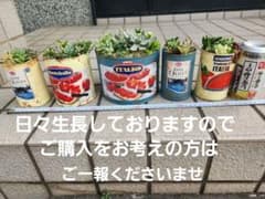 多肉植物　寄せ植え　そのまま飾れるのサムネイル