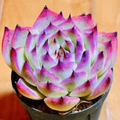 多肉植物 ☘️チワワエンシス☘️韓国苗育成 抜き苗 e192 - メルカリ