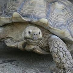 専用のサムネイル